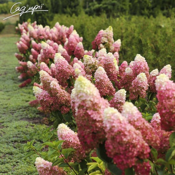 Гортензія волотиста 'Fraise Melba'® #3, С14 125-150 - 7