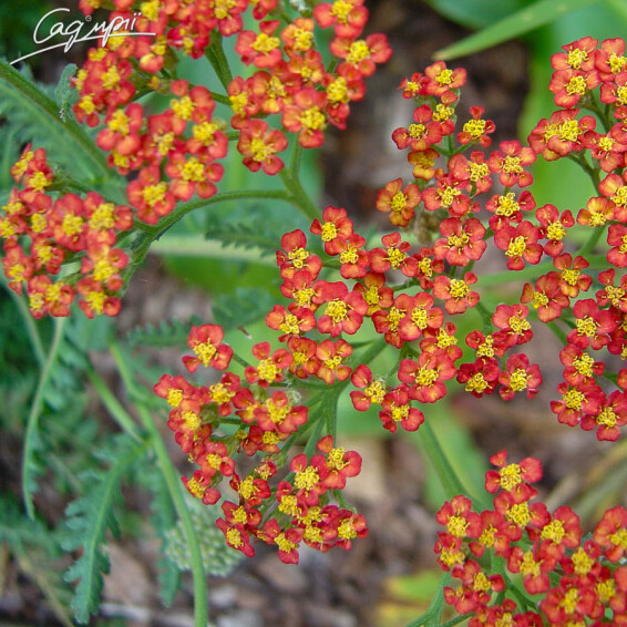 Деревій звичайний 'Walter Funcke' - 7 Деревій звичайний 'Walter Funcke' - 7