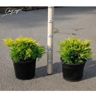 Можжевельник средний 'Blound'