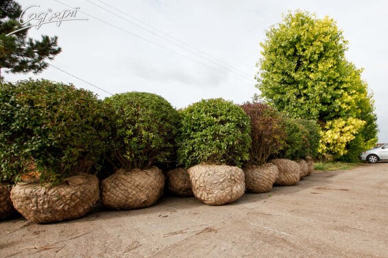 Бирючина обыкновенная 'Atrovirens' - 6