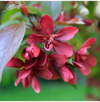 Яблуня 'Royalty'