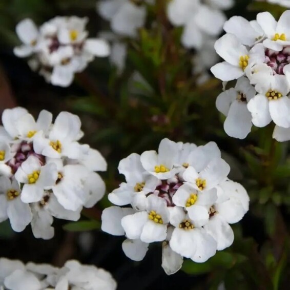 Іберійка вічнозелена 'Schneeflocke' - 3