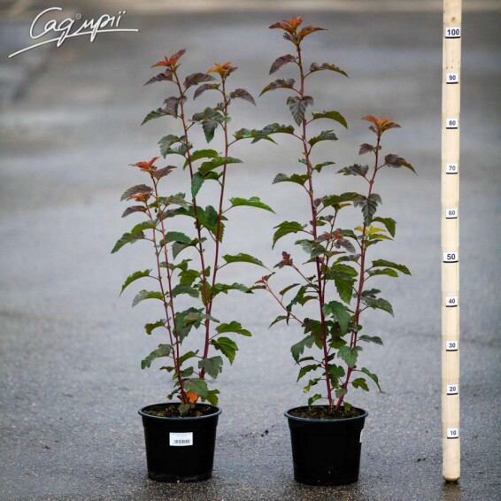 Пухироплідник калинолистний 'Lady in Red' ® - 3