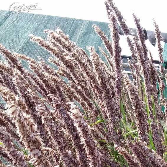 Перлівка висока #1, p9 - - 3