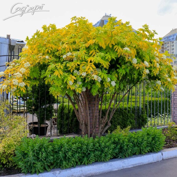 Бузина чорна 'Aurea' - 1