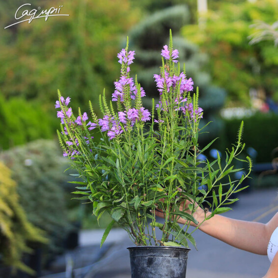 Фізостегія віргінська 'Vivid' - 5