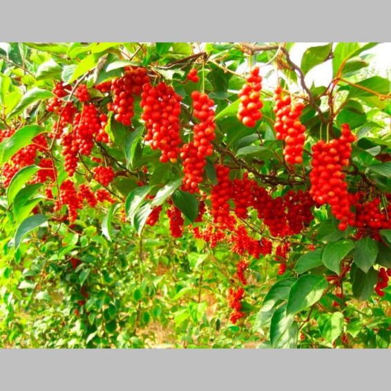 Лимонник китайський - 1