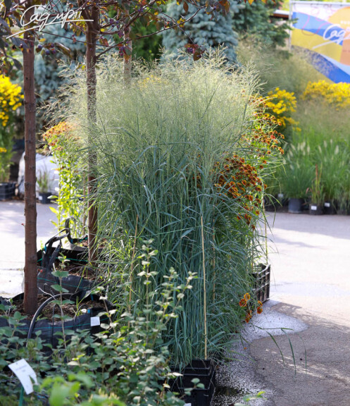 Просо вербовидне 'Heavy Metal', C3 - - 5