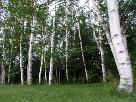 Береза плакучая 'Alba Verrucosa' - 2 Береза плакучая 'Alba Verrucosa' - 2