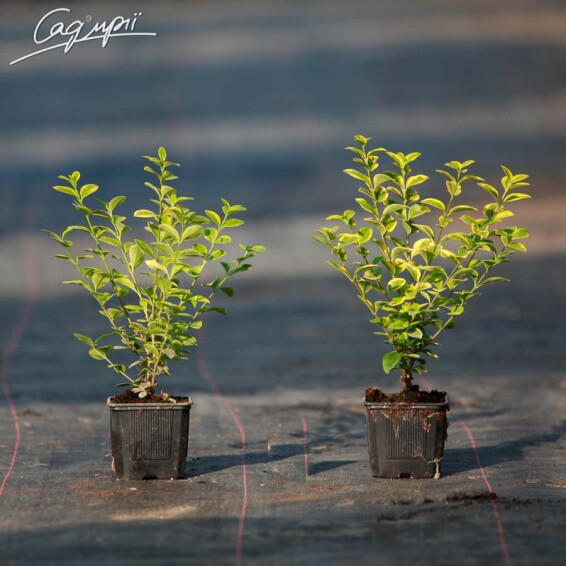 Бересклет Форчуна 'Emerald Gold' #1, p9 10-20 - 1