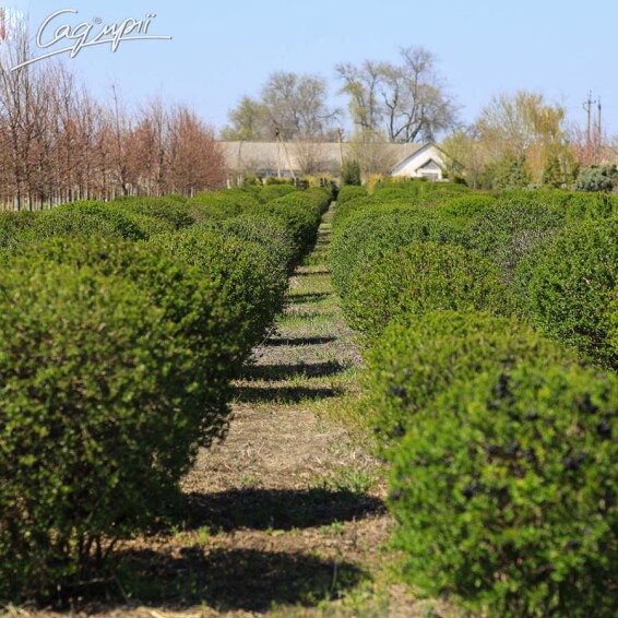 Бирючина обыкновенная 'Atrovirens', формов. боскет - 9