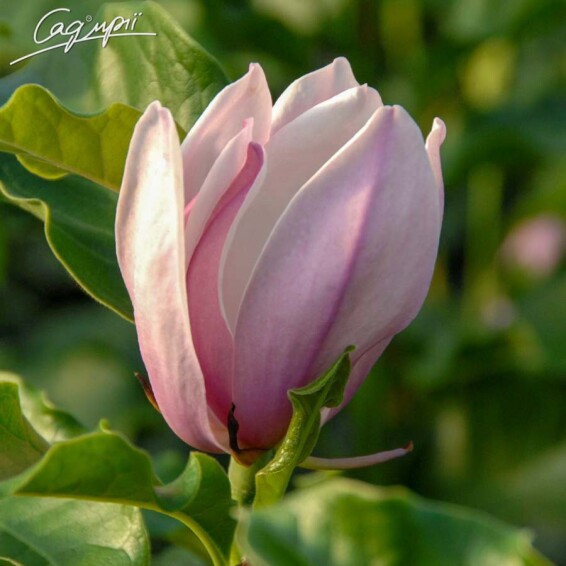 Магнолия 'George Henry Kern' - 3