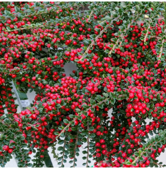 Кизильник лежачий 'Streib's Findling'