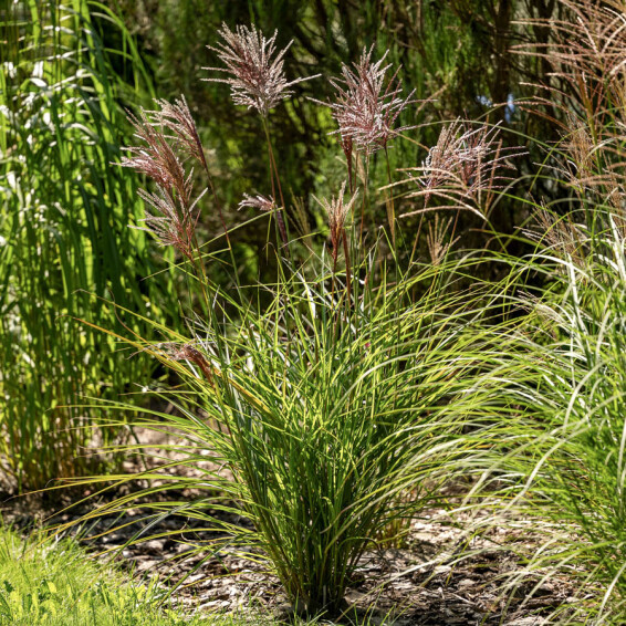 Міскантус китайський 'Boucle®', ГК - - 2