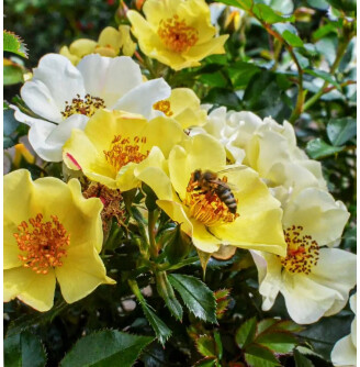 Роза бордюрная 'Bee Gold'®