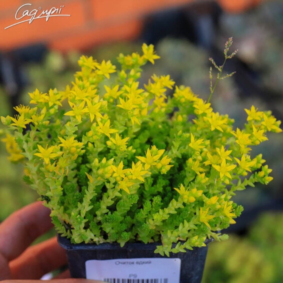 Очиток едкий - 2