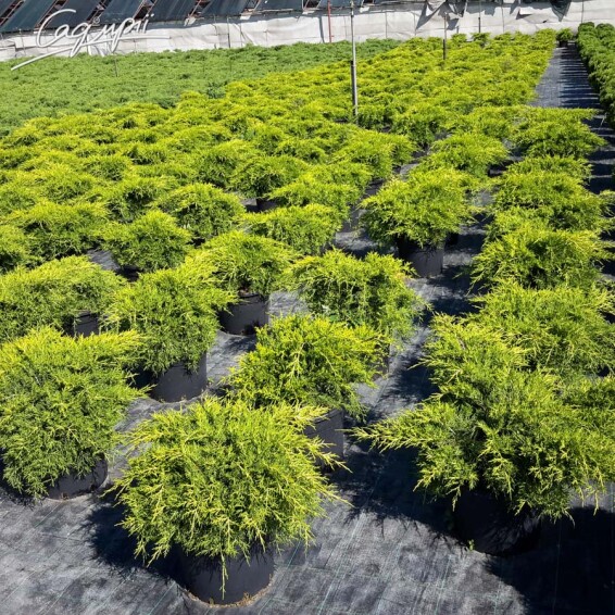 Можжевельник средний 'Old Gold' #2, C3 - - 2