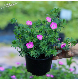 Герань кроваво-червона 'Max Frei'