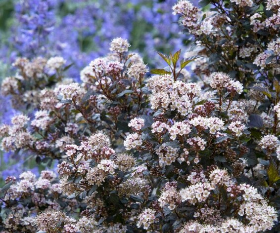 Пухироплідник калинолистний 'Little Joker' - 9