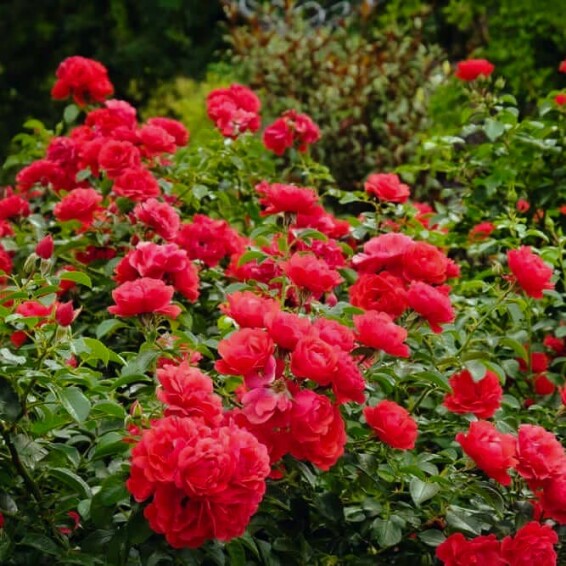 Роза почвопокровная 'Scarlet' - 1 Роза почвопокровная 'Scarlet' - 1