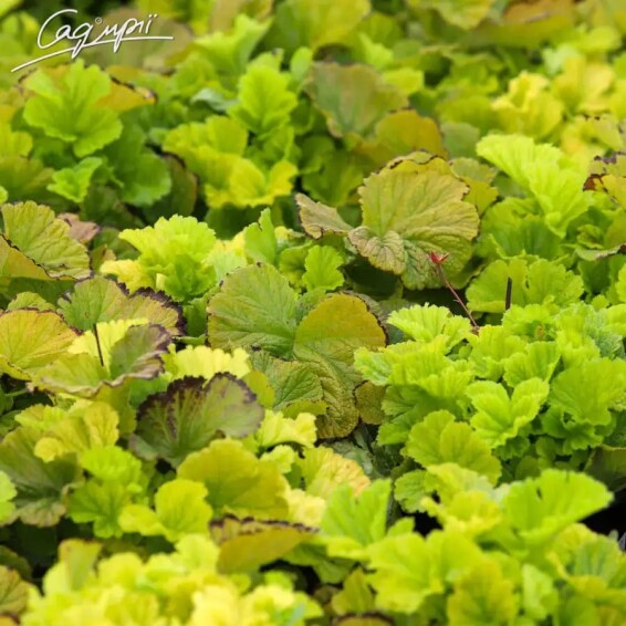 Гравілат чилійський 'Mai Tai' - 4