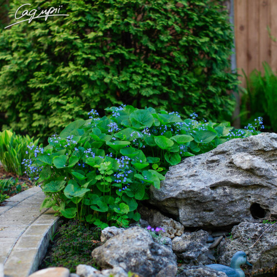 Брунера великолиста, C1.5 - - 2 Брунера великолиста, C1.5 - - 2