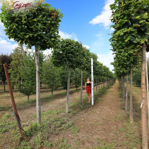 Липа широколиста, топіар, ф.шпалера - 7 Липа широколиста, топіар, ф.шпалера - 7