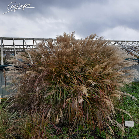 Мискантус китайский 'Yakushima Dwarf' - 4