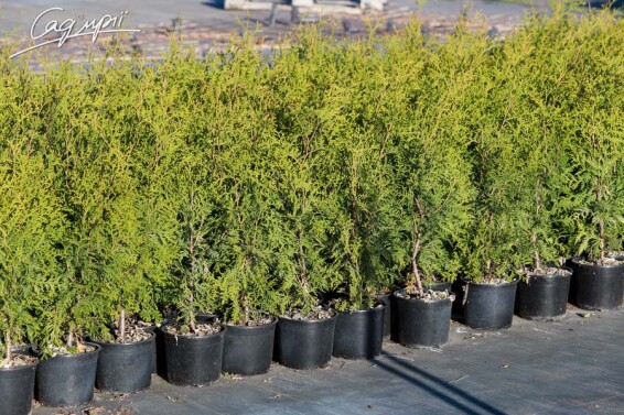 Туя західна 'Brabant', WRB - 150-175 - - 5