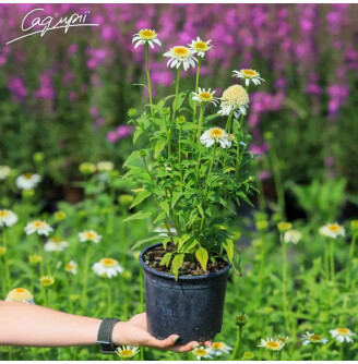 Ехінацея пурпурна 'White Double Delight'® #1, C2  -