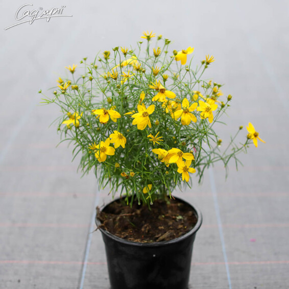 Кореопсіс мутовчатий 'Zagreb' - 4 Кореопсіс мутовчатий 'Zagreb' - 4