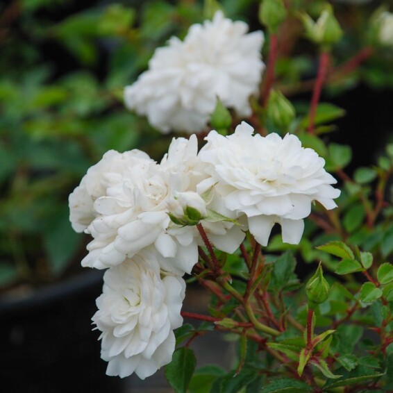 Роза бордюрная 'White Fairy' - 2