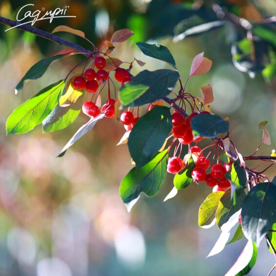 Яблуня 'Mokum' #1, WRB 16--18 600+ St. 150-175 - 3 Яблуня 'Mokum' #1, WRB 16--18 600+ St. 150-175 - 3