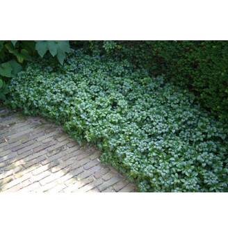 Пахізандра верхівкова 'Green Sheen'