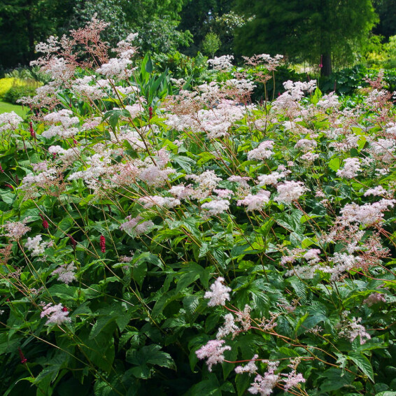Лабазник пурпурный 'Elegans' - 3 Лабазник пурпурный 'Elegans' - 3