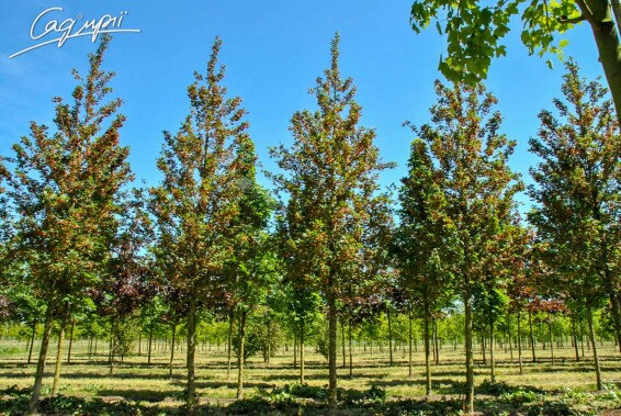Клен полевой 'Red Shine' #7, WRB 20--25 400-450 St. 180-200 - 3