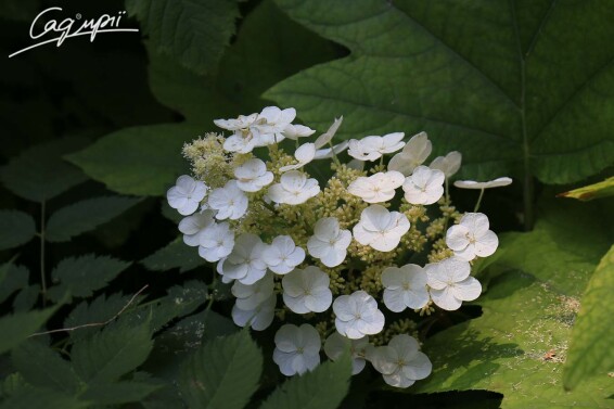 Гортензія дуболиста 'Ruby Slippers' - 3