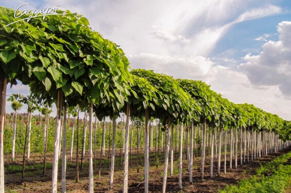 Катальпа бигнониевидная 'Nana' #1, C60 16--18 до 150 St. 1/2 - 5