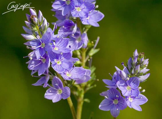 Вероніка австрійська, p9 - - 1