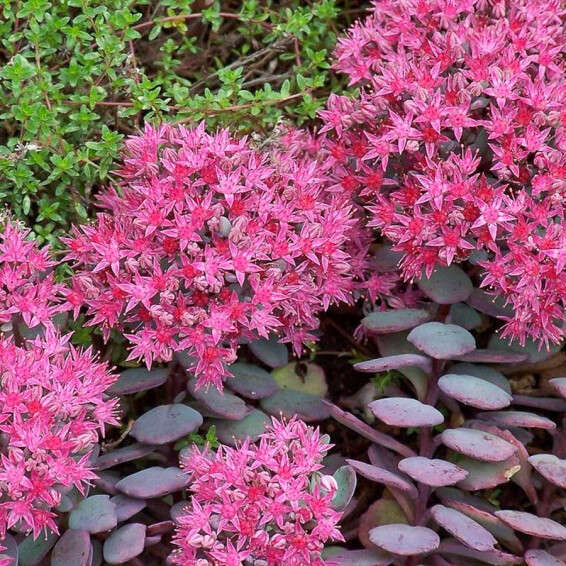 Очиток гибридный 'Bertram Anderson' - 9