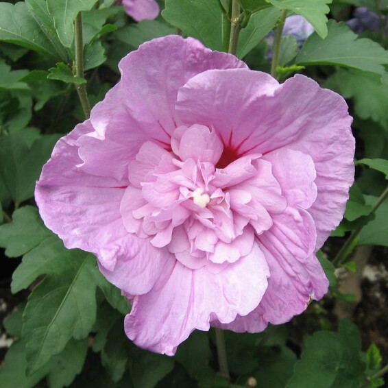 Гібіскус сірійський 'Pink Chiffon' - 3