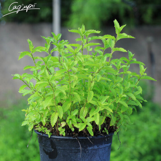 Мята швейцарская - 2 Мята швейцарская - 2