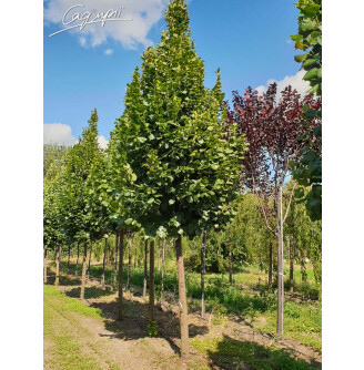 Липа серцелиста 'Rancho' #13, С32 12--14 300-350 St. 170-190