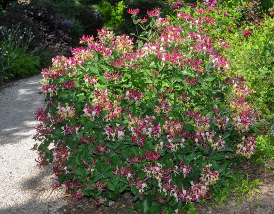 Жимолость Гекротта - 7