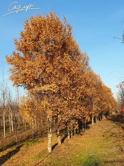 Береза плакуча 'Fastigiata' - 3 Береза плакуча 'Fastigiata' - 3