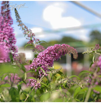 Буддлея Давида 'Pink Delightr'