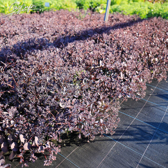 Очиток гибридный 'Bertram Anderson' - 3