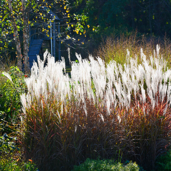 Міскантус китайський 'Purpurascens' - 1