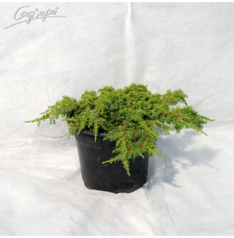 Ялівець звичайний 'Green Carpet'