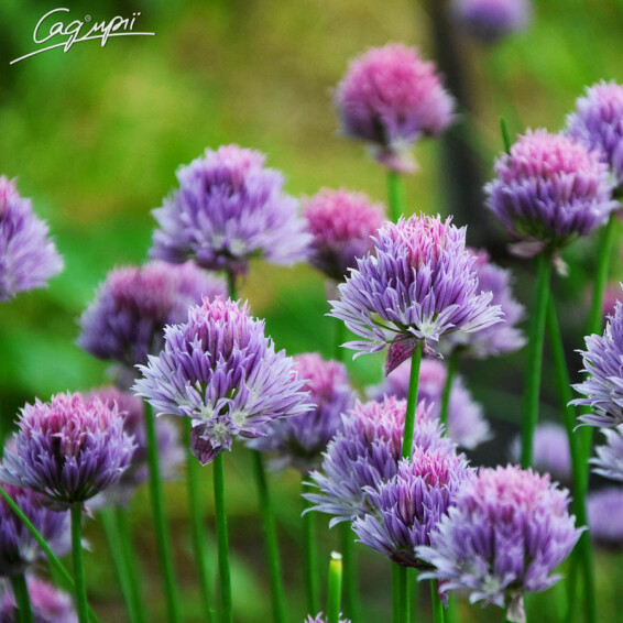 Лук Шнитт - 1